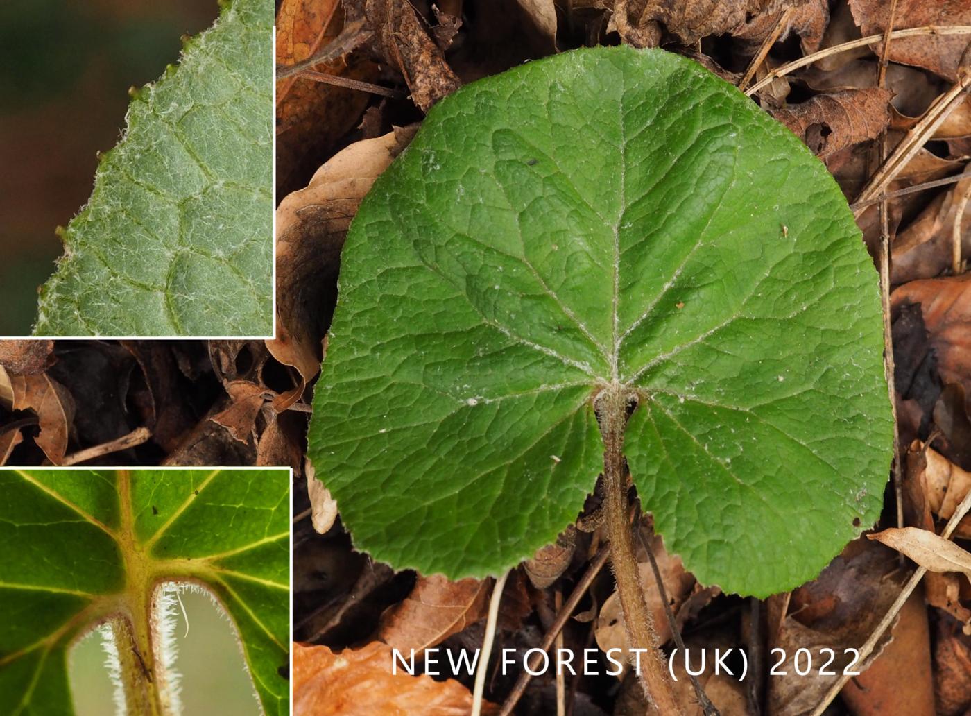 Heliotrope, Winter leaf